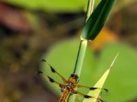 Vierfleck Libelle Weibchen